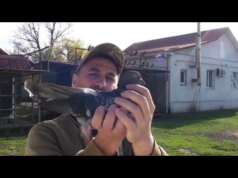 Видео: Плине час