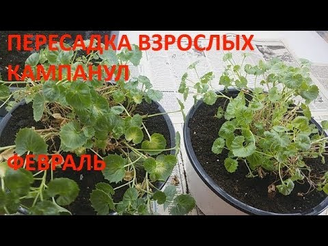 Видео: Кампанула: обрезаю и пересаживаю большие кусты.