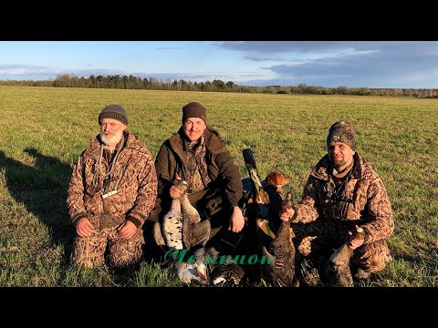 Видео: Охота на гуся с Кетнером #29 \ Вечер в полях