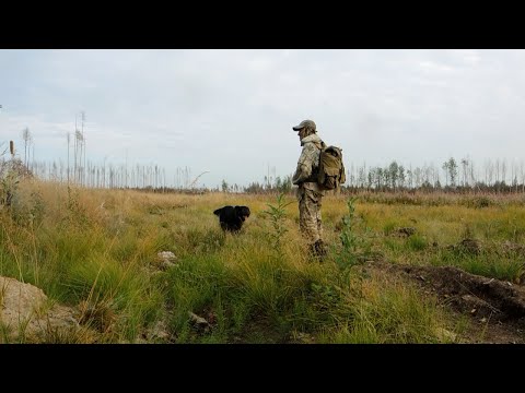 Видео: За грибами через горелый лес.