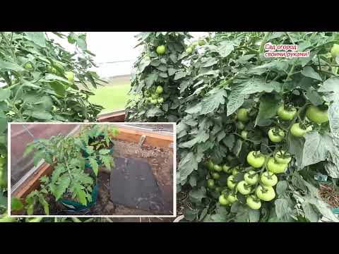 Видео: Кальциевая подкормка томатов от вершинной гнили.