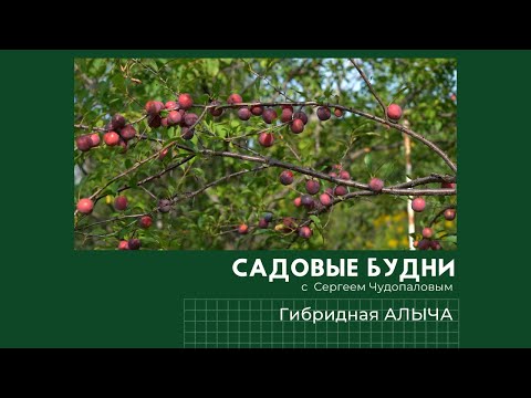 Видео: Садовые Будни с Сергеем Чудопаловым. Алыча и персик