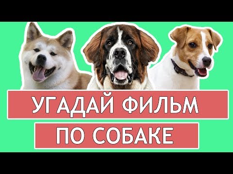 Видео: УГАДАЙ ФИЛЬМ ПО СОБАКЕ