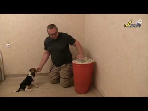 Видео: Воспитание у щенка бигля выдержки, дрессировка собак в домашних условиях