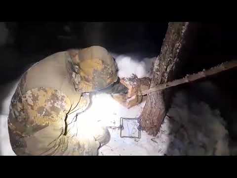Видео: ночная проверка на соболей.