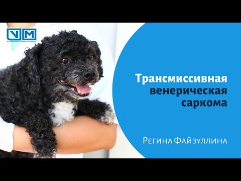 Видео: Трансмиссивная венерическая саркома