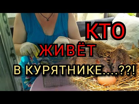 Видео: 🔥Стресс для Кур!//Как Поймать Крысу,Ласку,Хорька?!//Крысы в Курятнике//Купили Дом на Юге.