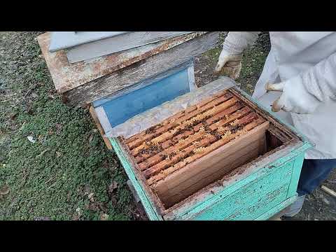 Видео: Без изоляции маток семьи разгоняются быстрее