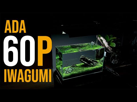 Видео: ADA 60P Iwagumi с Utricularia Graminifolia (UG)