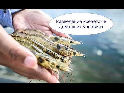 Видео: Разведение креветок в домашних условиях. Бизнес идея