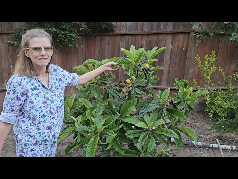 Видео: Уникальное дерево мушмулы | Урожай домашней моркови с грядки🌳🥕