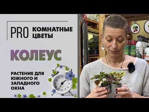 Видео: Колеус - растение для южного и западного окна. Полив, уход, пересадка, вредители, грунт и стрижка.