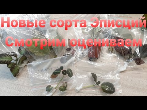 Видео: НОВЫЕ СОРТ А ЭПИСЦИЙ / ПОПОЛНЕНИЕ В  МОЕЙ КОЛЛЕКЦИИ / ОБНОВКИ РАСТЕНИЙ