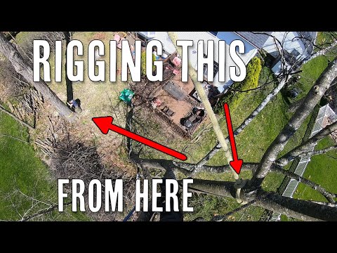 Видео: Целые деревья! Надеюсь, это сработает.