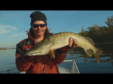 Видео: Константин Кузьмин. Рыбалка в Балаково. Щука на джиг.