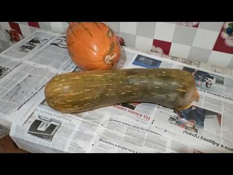 Видео: ТЫКВА МУСКАТНАЯ СЕМЕЙНАЯ. Отзыв.pumpkin