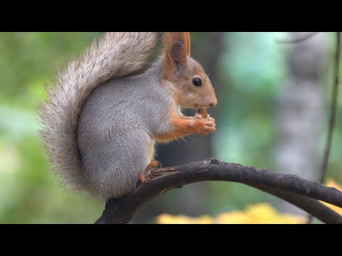 Видео: Белки. Ещё одна зарисовка / Squirrels. Another sketch