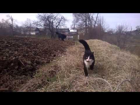 Видео: Кошка защищает хозяина.Funny cat