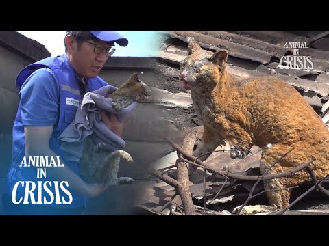 Видео: Последствия лесного пожара... Животные не смогли убежать, многие погибли... НО!