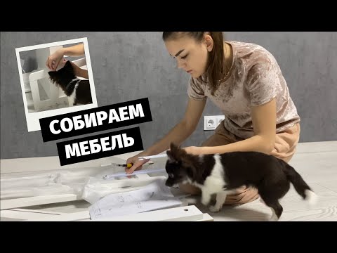 Видео: ПОКУПКА МЕБЕЛИ ДЛЯ ДОМА | Чихуахуа собирает стол, покупки JYSK, мой первый борщ, стретчинг \ ВЛОГ