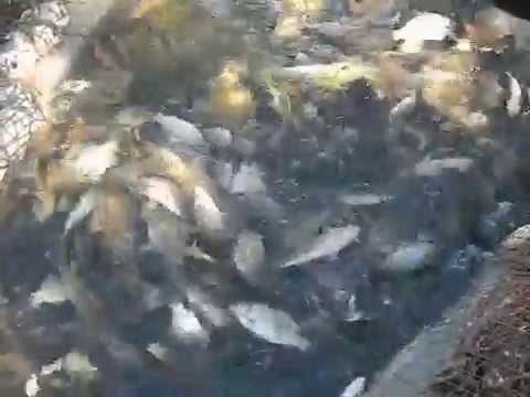 Видео: Рыбалка неводом на озере Большой Куртал