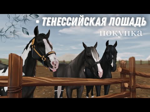 Видео: Star Stable Online ▶ покупка тенессийской лошади || ночью, а когда же ещё ~||