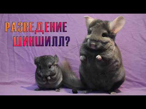 Видео: Разведение шиншилл
