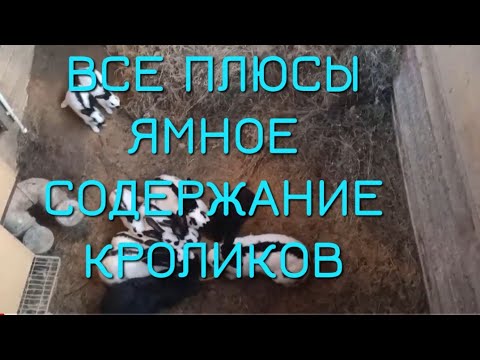 Видео: ЯМНОЕ СОДЕРЖАНИЕ КРОЛИКОВ САМОЕ ЛУЧШЕЕ. КРОЛИКИ В ЯМЕ. ПЛЮСЫ ЯМНОГО СОДЕРЖАНИЯ