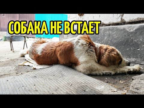 Видео: Собака не встает