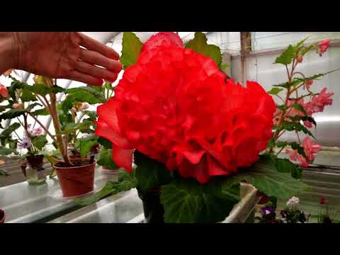 Видео: Гигантские клубневые бегонии