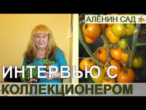 Видео: ИНТЕРВЬЮ С КОЛЛЕКЦИОНЕРОМ 1300 СОРТОВ ТОМАТОВ 🍅 1. Ответы на вопросы моих зрителей