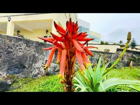 Видео: По дороге к океану я увидела как цветет алое, а потом шум прибоя погрузил меня в релакс)))