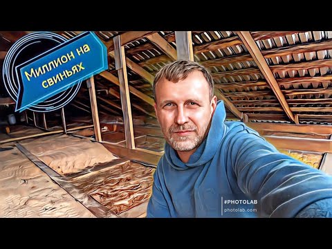 Видео: ‼️Терминальные породы свиней‼️