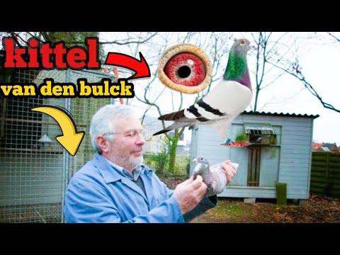 Видео: Дирк Ван ден Булк, гоночный голубь, создал поистине исключительную породу спринтеров.