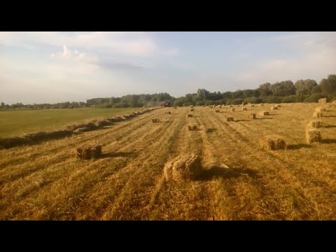 Видео: Люцерна. Сколько сена получилось с 1 га.