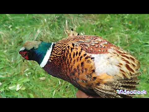 Видео: ЛОВУШКА В ДОМАШНИХ УСЛОВИЯХ. ЛЕГКО И ПРОСТО ПОЙМАТЬ ФАЗАНА. ЛОВУШКИ НА ФАЗАНА И ДРУГУЮ ПТИЦУ