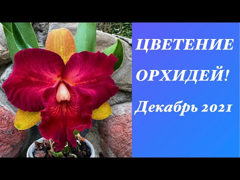 Видео: ЦВЕТЕНИЕ ОРХИДЕЙ!!! Dendrobium,phalaenopsis,cattleya…Декабрь 2021.