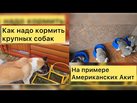Видео: Как кормить крупных собак, на примере Американских Акит. #akitalife #akitomania #akitalife #собака 
