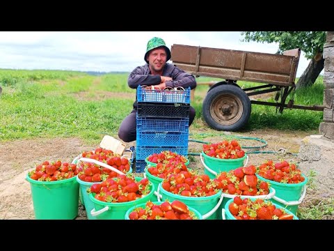 Видео: 20 минут деревенской жизни вместе с вами. Клубничный  бум продолжается