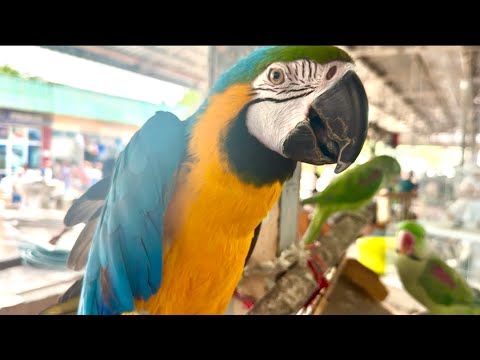Видео: 7.Iyun кара камиш папугай бозори 🤩