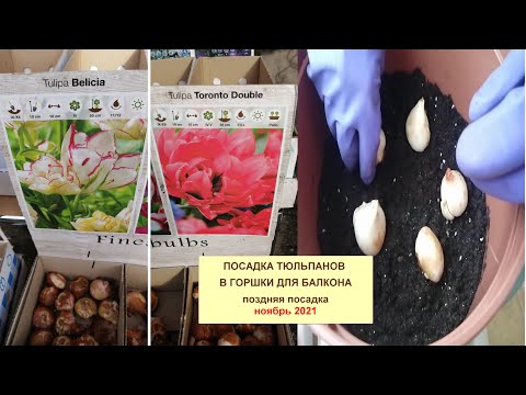 Видео: Посадка луковиц тюльпанов в горшок для балкона. Покупаем по распродаже, формируем цветущий балкон.