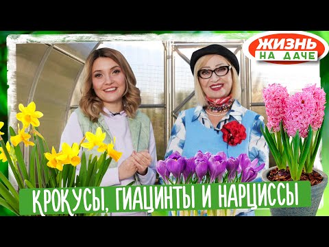 Видео: Крокусы, гиацинты и нарциссы! Выгонка луковичных цветов в домашних условиях.