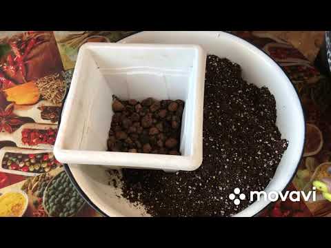 Видео: Адениум🪴 пересадка, грунт, обрезка корней.