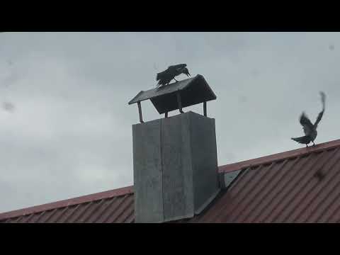 Видео: сентябрьский рейд с Плутоном #2