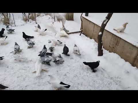 Видео: Бойние голуби. Голуби в снегу. 24.02.25 Грузия Тбилиси