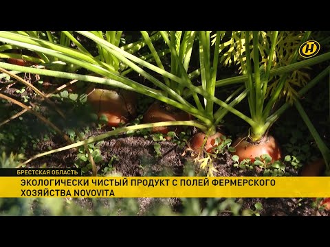Видео: На самых больших в Беларуси морковных плантациях фермеры из Novovita выращивают витаминный урожай
