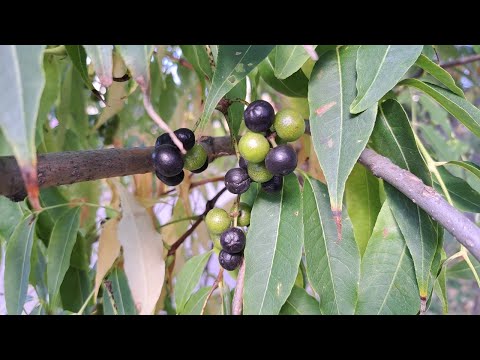 Видео: Бархат Амурский