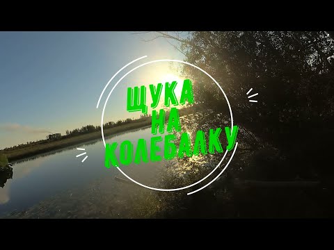 Видео: щука на колебалку