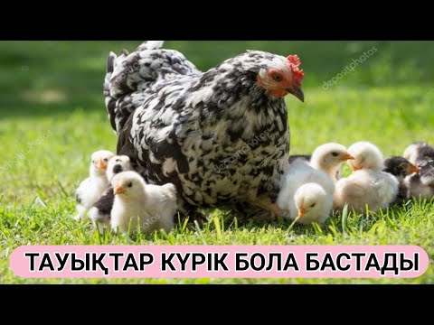 Видео: Күрік тауықтың астына жұмыртқа дайындау👍