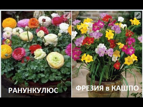 Видео: РАНУНКУЛЮСЫ и ФРЕЗИИ в кашпо.